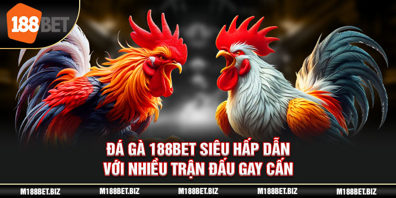 Đá gà 188BET siêu hấp dẫn với nhiều trận đấu gay cấn